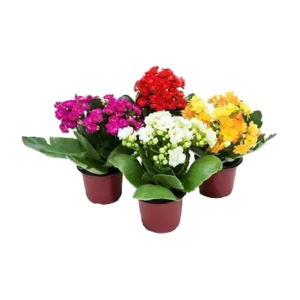 KALANCHOE POTE 11