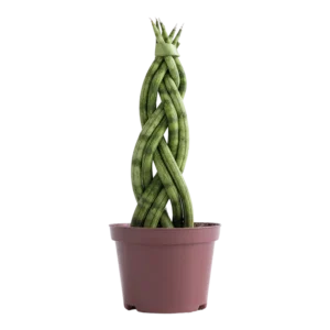 Planta Lança de São Jorge Trançada