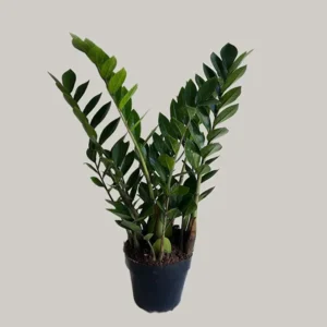 ZAMIOCULCA POTE 17