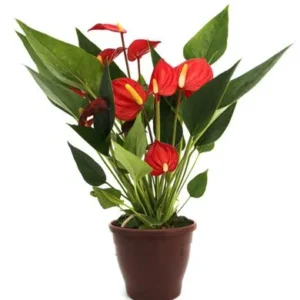 Antúrio Mini Vermelho Pote 9