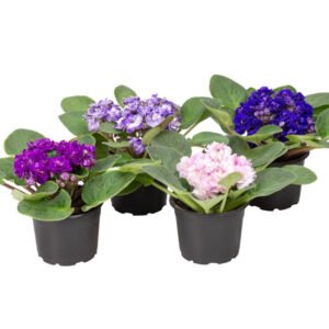 VIOLETA POTE 11