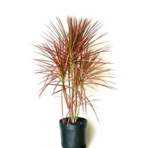 DRACENA TRICOLOR