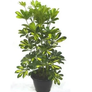 CHEFLERA P24