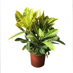 CROTON P24