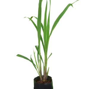 MUDA CITRONELA