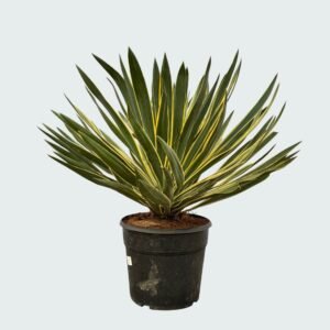 YUCCA VARIEGATA