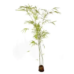 Bambuzia
