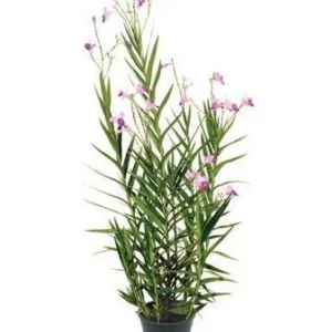 ORQUÍDEA BAMBU