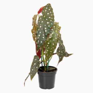 BEGONIA MACULATA P15
