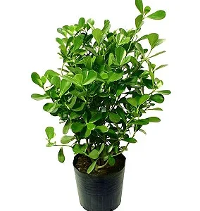 CLUSIA VERDE