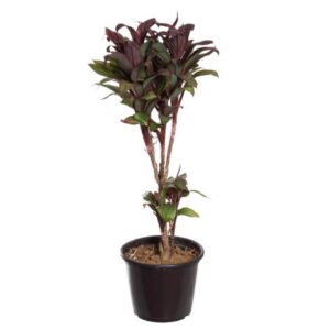 Dracena Repolho Chocolate 115cm