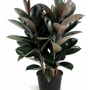Ficus Elastica Rubro P24
