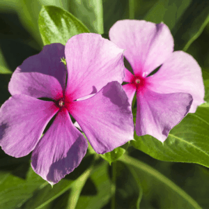 MUDA VINCA