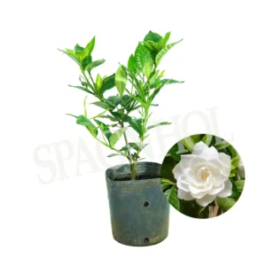 MINI GARDÊNIA