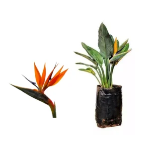 STRELITZIA