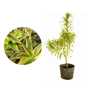 PLEOMELE VARIEGATA