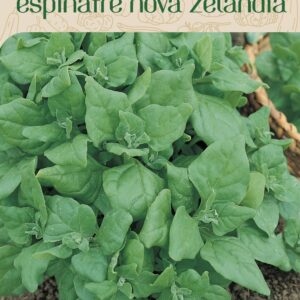 Sementes de Espinafre Nova Zelândia 1,10g