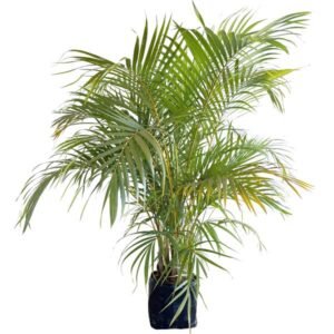 ARECA BAMBU