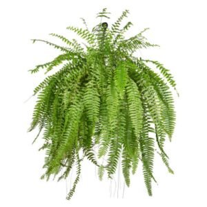 Samambaia Americana C21