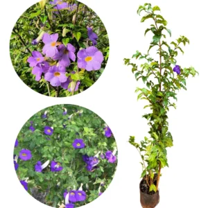 THUMBERGIA ARBUSTIVA