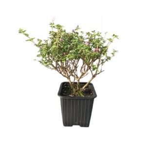 MUDA SERISSA