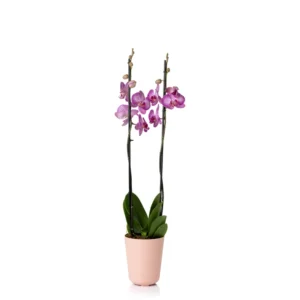 Cachepo DUE Orquídea 13,0×15,0