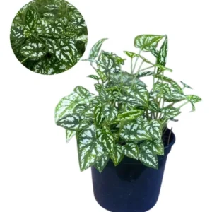 Caladium Variegata