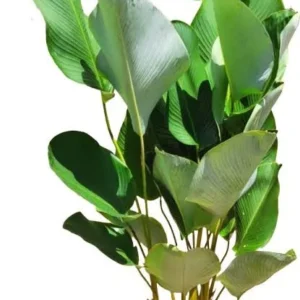 Maranta Charuto