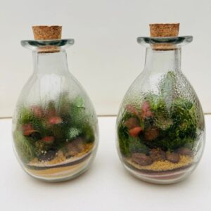 Terrário no Vidro