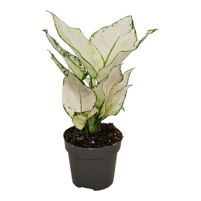 Aglaonema Branca
