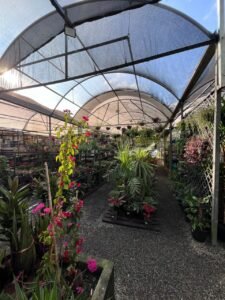 paineira-garden-plantas-flores-produtos-jardinagem-santo-andre