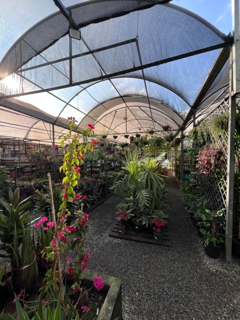 paineira-garden-plantas-flores-produtos-jardinagem-santo-andre