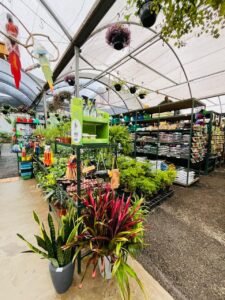 plantas-decorativas-santo-andre-comprar