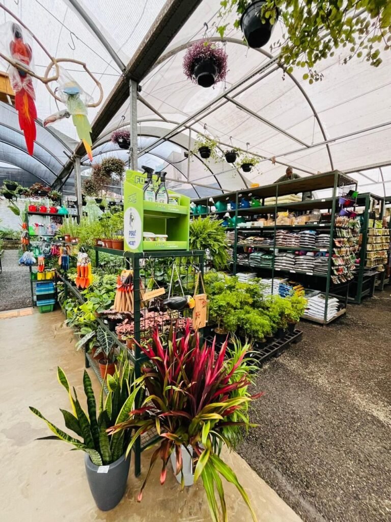 plantas-decorativas-santo-andre-comprar