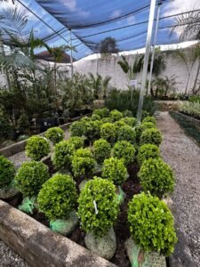 garden-santo-andre-plantas-flores-jardinagem