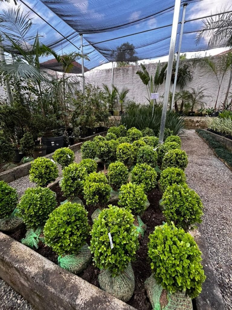 garden-santo-andre-plantas-flores-jardinagem