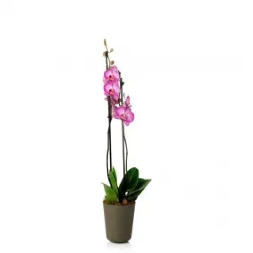 180_cachepo_due_n5_orquidea_pote_12_13_0_x_15_0_basalto_18579_1_e69dcfa6c79ab0a8eae64b30775b7b68