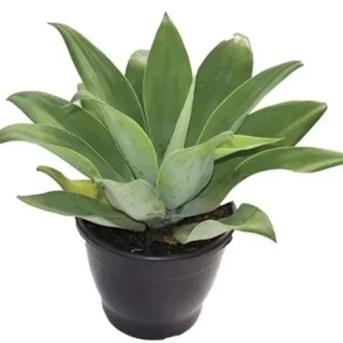 AGAVE DRAGÃO