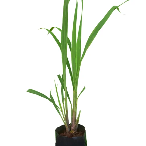 CITRONELA