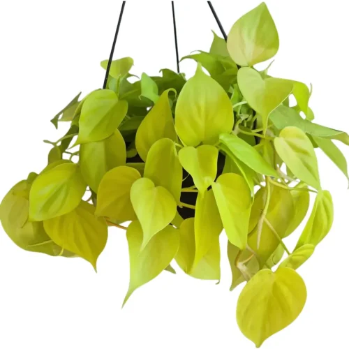 FILODENDRO AMARELO