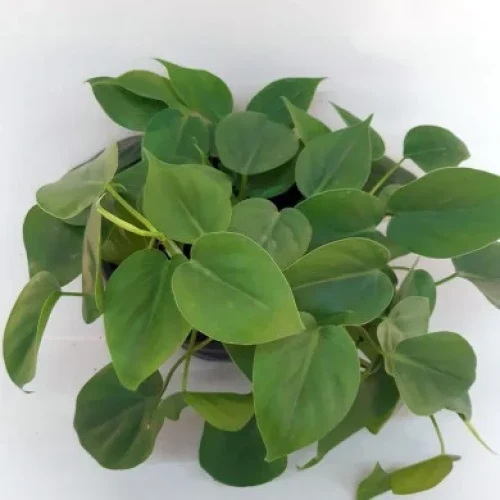 FILODENDRO VERDE