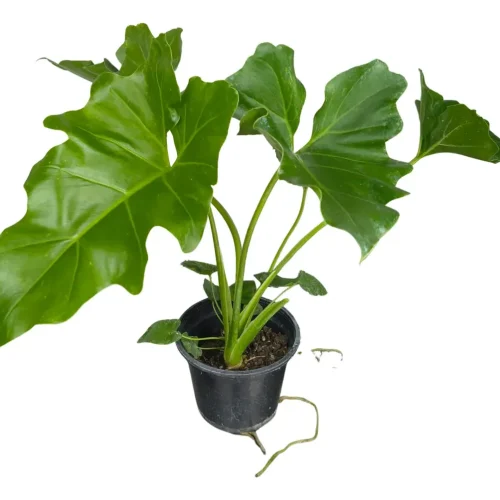 FILODENDRO