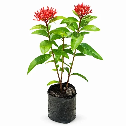 IXORIA