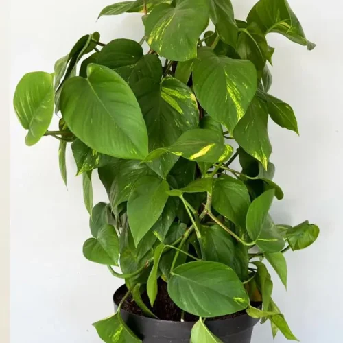 JIBOIA PLANTA