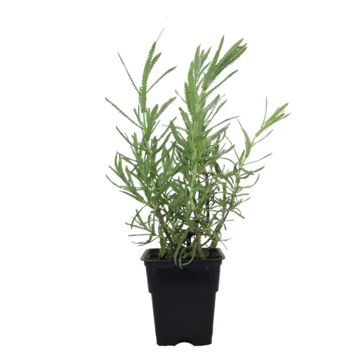 LAVANDA