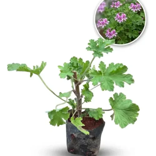 MALVA