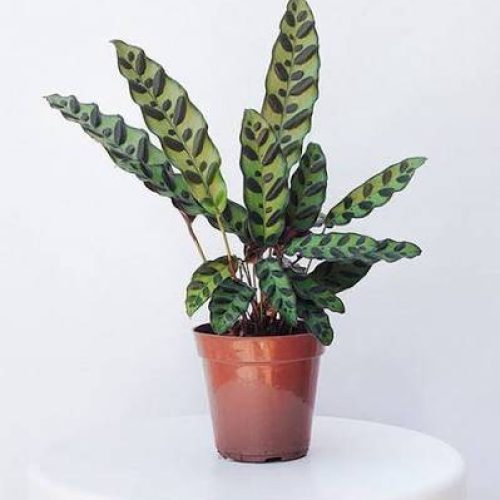 MARANTA CASCAVELLL