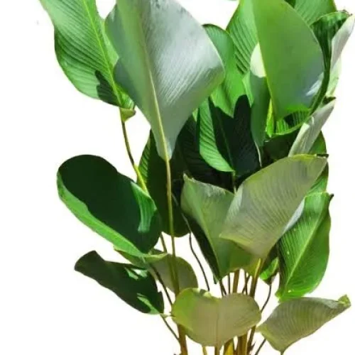 MARANTA