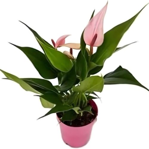MINI ANTURIO ROSA