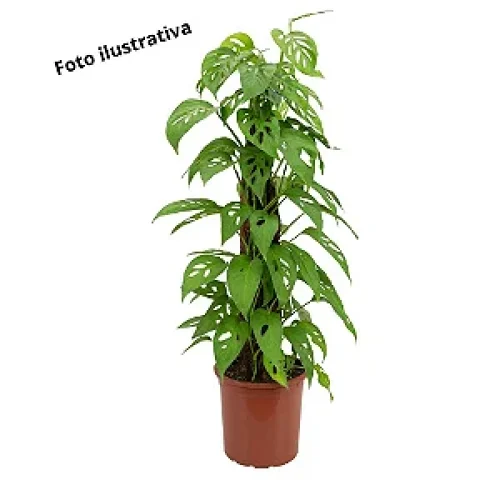 MONSTERA ADANSONII
